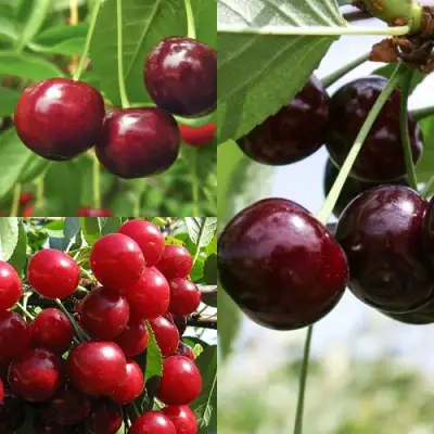 Комплект ВИШНЕВЫЙ САД в Витебске