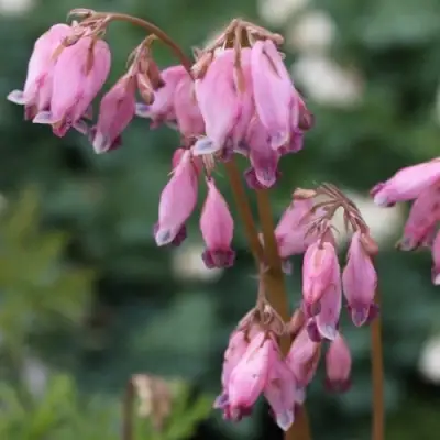 Дицентра изящная в Витебске