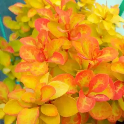 Барбарис САММЕР САНСЕТ тунберга в Витебске