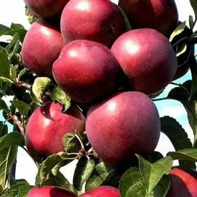 Яблоня СОЗВЕЗДИЕ колонновидная в Витебске