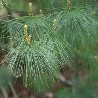 Сосна АРМАНДИ в Витебске