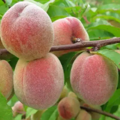 Персик ЕЛГАВСКИЙ в Витебске