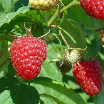 Малина ТАДМОР в Витебске