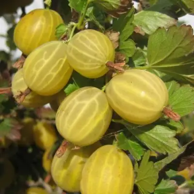 Крыжовник ЯРОВОЙ в Витебске