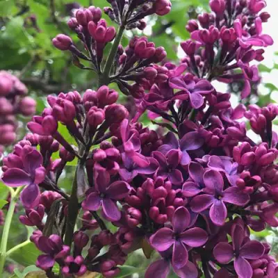 Сирень ЛЮДВИГ ШПЕТ в Витебске