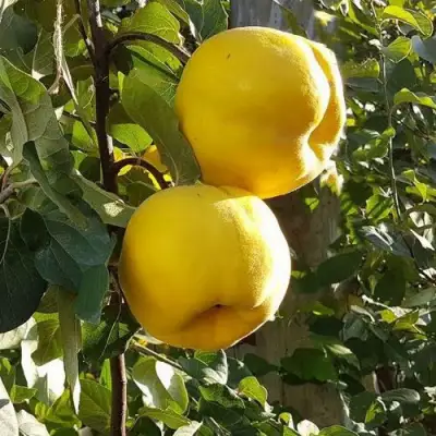 Айва МАРИЯ в Витебске