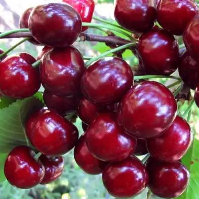 Вишня ЖУКОВСКАЯ в Витебске