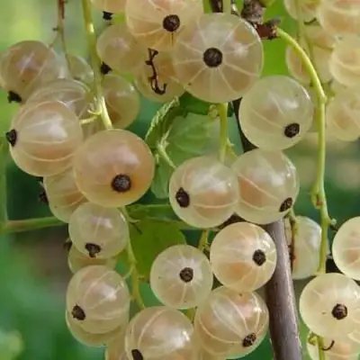 Смородина белая СМОЛЬЯНИНОВСКАЯ в Витебске