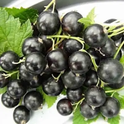 Смородина чёрная ТИТАНИЯ в Витебске