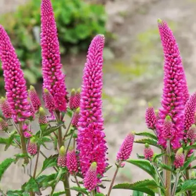 Вероника ФЕРСТ ЛАВ длиннолистная в Витебске