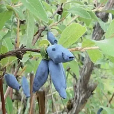 Жимолость съедобная ПУШКИНСКАЯ в Витебске