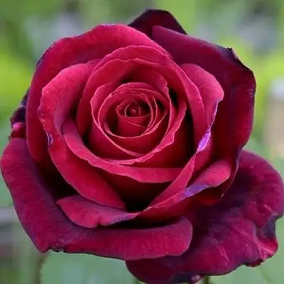 Роза ПАПА МЕЙЯН чайно-гибридная в Витебске