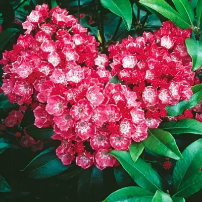 Кальмия КАРДИНАЛ в Витебске