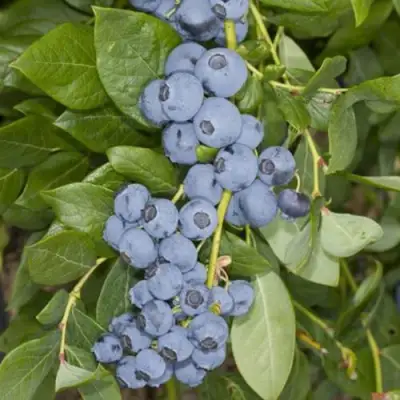 Голубика ЛИБЕРТИ в Витебске