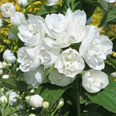 Жасмин махровый в Витебске