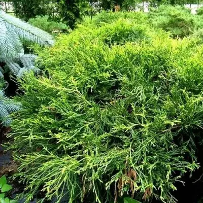 Кипарисовик ФИЛИФЕРА АУРЕА ВАРИЕГАТТА горохоплодный в Витебске