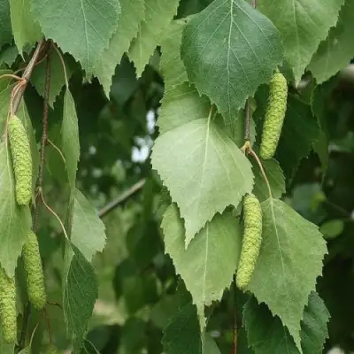 Береза бородавчатая в Витебске