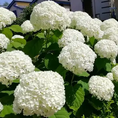 Гортензия АННАБЕЛЬ древовидная в Витебске
