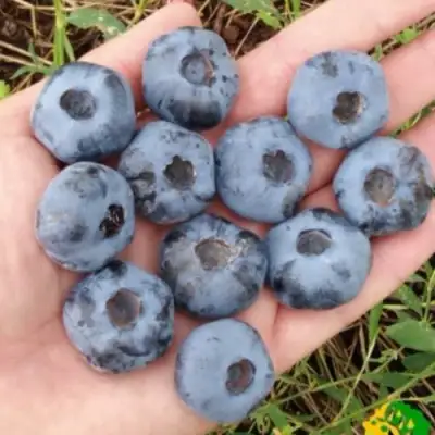 Голубика ЧАНДЛЕР в Витебске