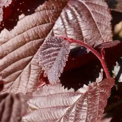 Фундук СИРЕНА в Витебске