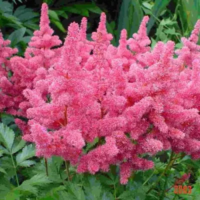 Астильба БОНН японская в Витебске