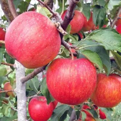 Яблоня ЖЕНЕВА (ЖЕНЕВА ЭРЛИ) в Витебске