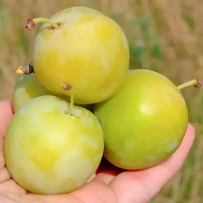 Слива РЕНКЛОД ранний в Витебске