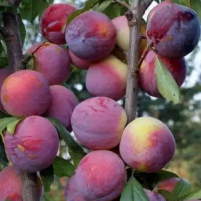 Слива ИМПЕРИАЛ колонновидная в Витебске