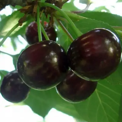 Дюк КСЕНИЯ (ЧЕРЕВИШНЯ) в Витебске