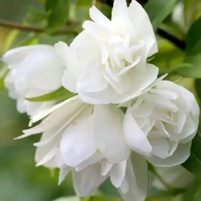 Жасмин МАНТО Д’ЭРМИН в Витебске