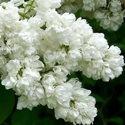 Сирень ПАМЯТЬ О КОЛЕСНИКОВЕ в Витебске