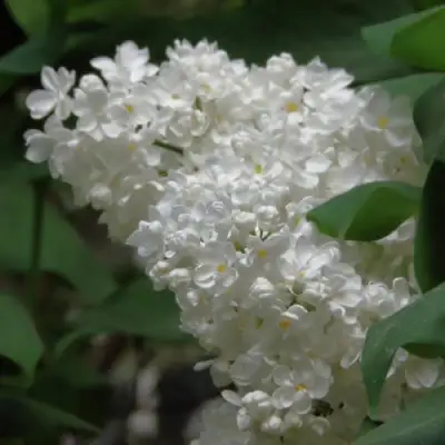 Сирень РУССКИЙ СЕВЕР в Витебске