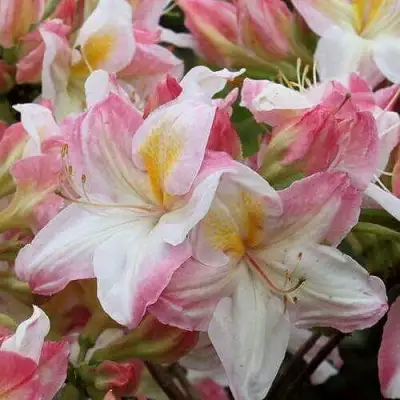 Азалия САТОМИ японская в Витебске