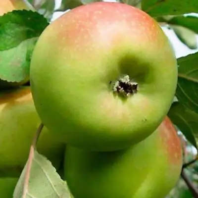 Яблоня БРАТ ЧУДНОГО стелющаяся в Витебске