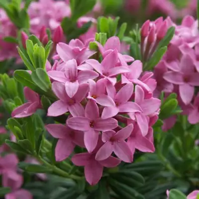 Волчеягодник КОЛЛИНА ГАРАЛЕНС в Витебске