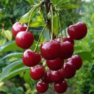 Дюк ФАКЕЛ в Витебске