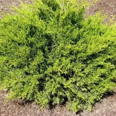 Можжевельник ИЗАБЕЛИН китайский в Витебске