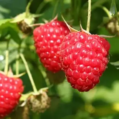 Малина БАЛЬЗАМ в Витебске