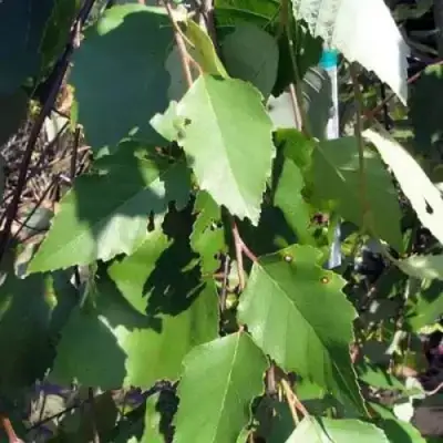 Береза САММЕР КАСКАД черная в Витебске