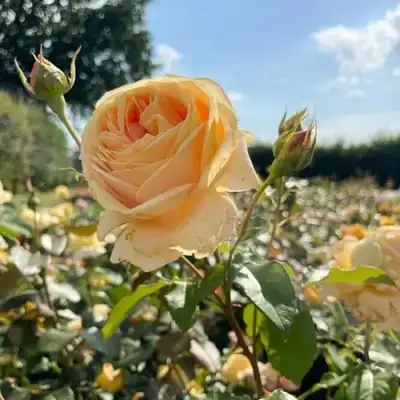 Роза КЕНДЛАЙТ чайно-гибридная в Витебске