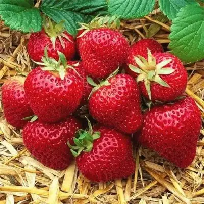 Клубника ХОНЕЙ в Витебске