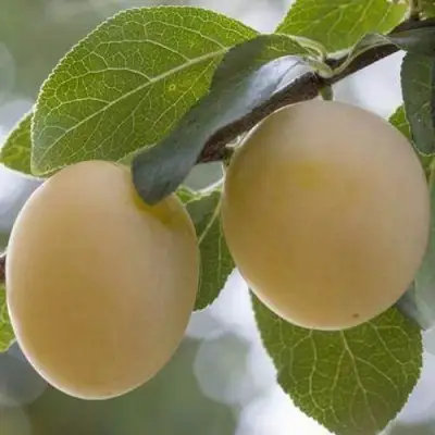 Слива УТРО в Витебске