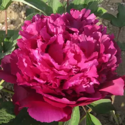 Пион ТАЙНАЯ СТРАСТЬ древовидный в Витебске