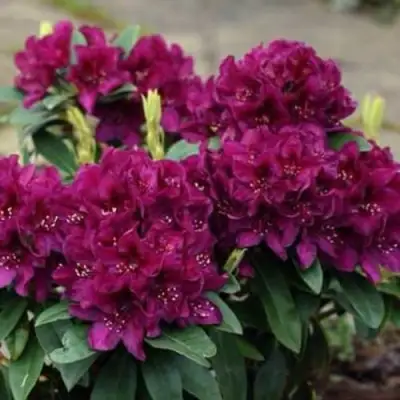 Рододендрон КАЛИ в Витебске