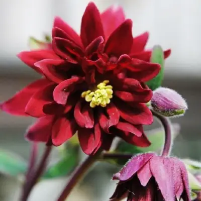 Аквилегия РУБИ ПОРТ обыкновенная в Витебске