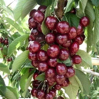 Черешня СИЛЬВИЯ колоновидная в Витебске