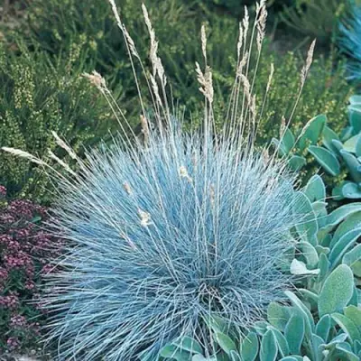 Овсяница АЙСФОГЕЛЬ сизая в Витебске