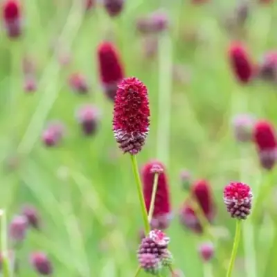 Кровохлебка БИТЛВИНГЗ в Витебске