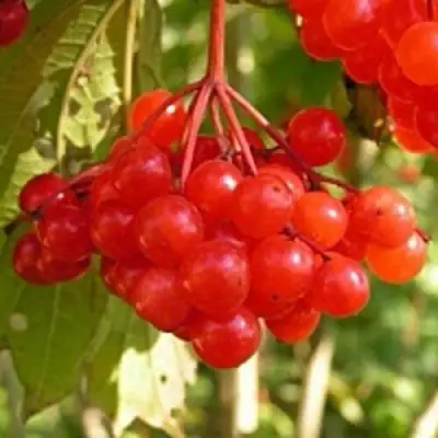 Калина ПАМЯТИ ВАЛЕНТИНЫ в Витебске