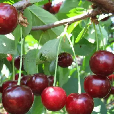 Дюк ИВАНОВНА в Витебске